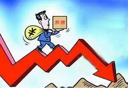 猪价下跌不是好兆头，对消费者将产生不利后果！政府该出手了……
