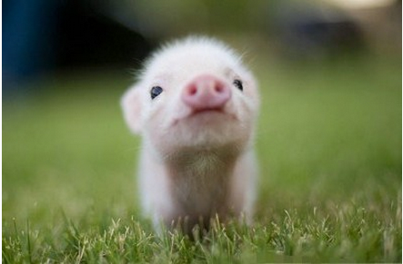 相聚帆船之都看猪业乘风破浪