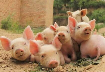 今年养殖业业绩不会太好 养殖行业已过景气顶部