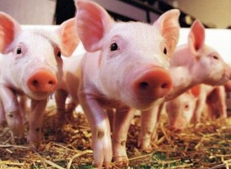 如何才能让断奶仔猪及时饮水、进食呢?