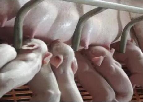 哺乳母猪乳汁不足?这样就可以解决？