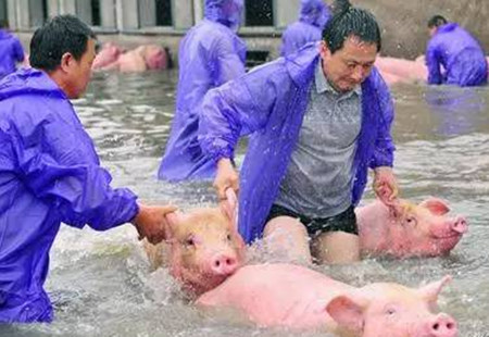 暴风雨来袭时，猪场内涝如何解决？