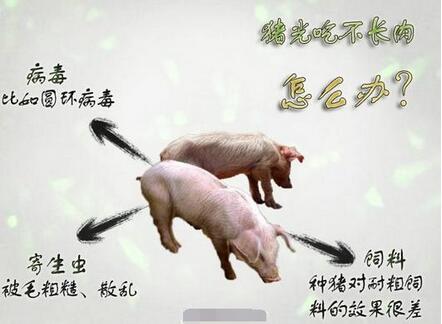 猪饲料添加剂都有哪些?怎么正确选购和合理使用饲料添加剂?