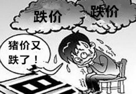 端午能否提振猪价?跌价愈演愈烈“心透凉”呀