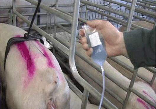 配种后这7个动作易引起母猪流产，你有在做吗？