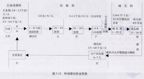 母猪各个时期喂料不一样,限位栏不要让母猪一直待