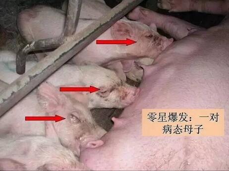 不可不知!母猪奶水不足有哪些信号?(图)