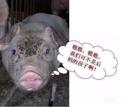 不可不知!母猪奶水不足有哪些信号?(图)
