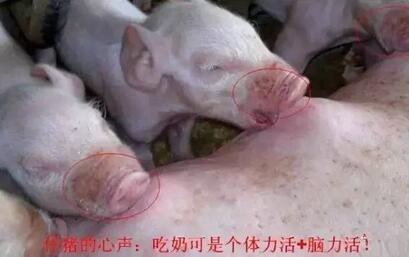 不可不知!母猪奶水不足有哪些信号?(图)