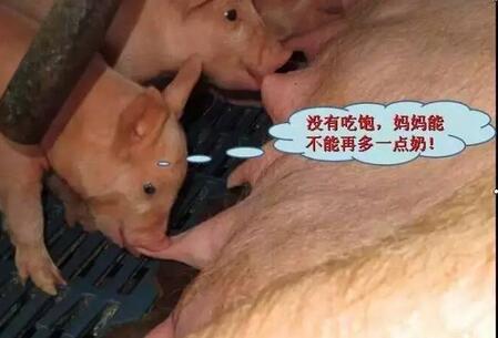 不可不知!母猪奶水不足有哪些信号?(图)