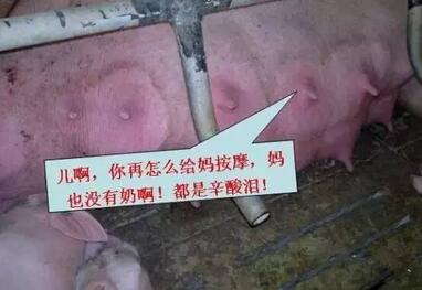 不可不知!母猪奶水不足有哪些信号?(图)