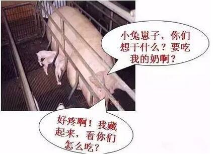 不可不知!母猪奶水不足有哪些信号?(图)