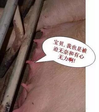 不可不知!母猪奶水不足有哪些信号?(图)