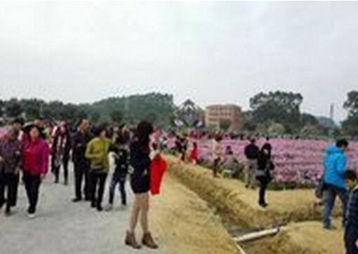 昔日猪场密布 如今一片花海 大埔围经验值得借鉴