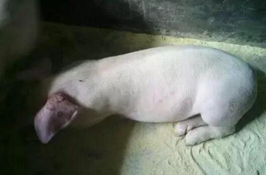 为什么猪站不起来了?