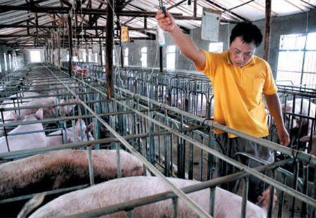 猪场的小病小痛，都用偏方解决了，省去一大笔钱！