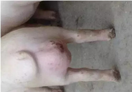 养猪人总结的小窍门，不花钱解决7大问题！
