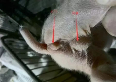 养猪人总结的小窍门，不花钱解决7大问题！