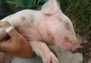 猪附红细胞体病与其它相近猪病的鉴别