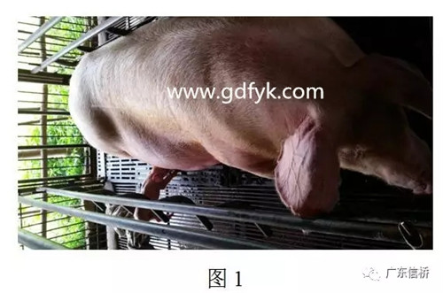 原来是中暑引起的死胎