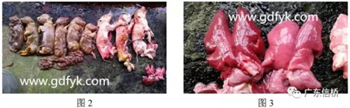 原来是中暑引起的死胎