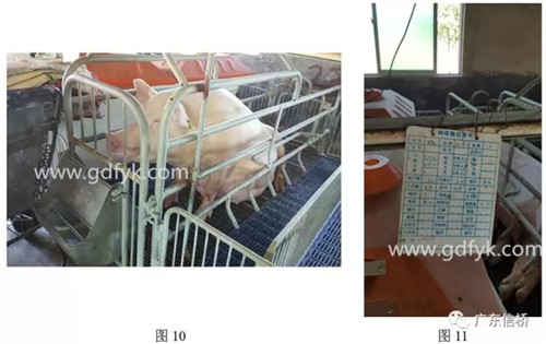 原来是中暑引起的死胎