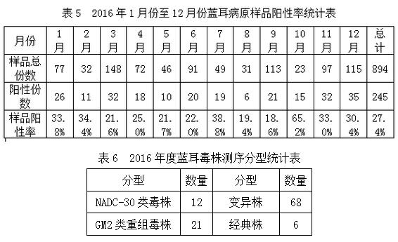 杨傲冰：伪狂犬变异不必过分担心，蓝耳防控是重点！