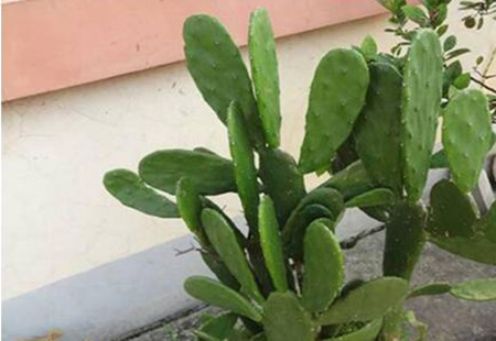 猪病偏方:三大养猪法宝,不花钱就能轻松治猪病~