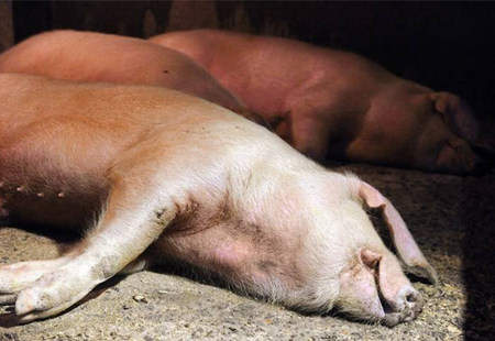 夏季猪瘟大爆发该怎样应对？