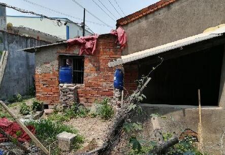 一城中村内有人圈场养猪，邻居被臭熏忍无可忍举报！