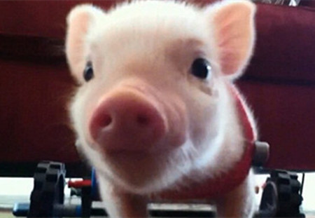 新政出台！农房升值了！去农村，还给补贴？