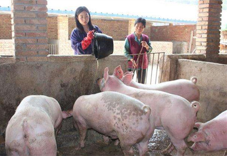 五个趋势告诉我们:距离精准畜牧养殖还有多远