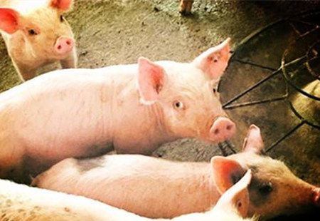 必看！呼吸道三大类细菌感染病！