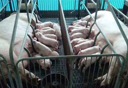 母猪养不好,这些养殖小细节你都知道吗?实用性太强了!