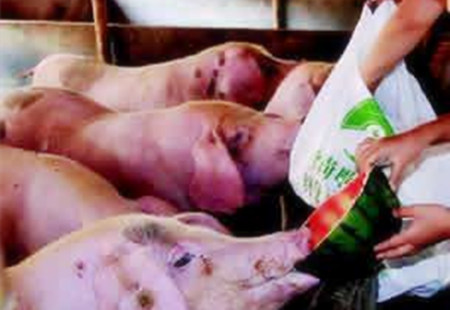 神奇！西瓜皮能治疗这8种猪病，看完你肯定舍不得扔它！