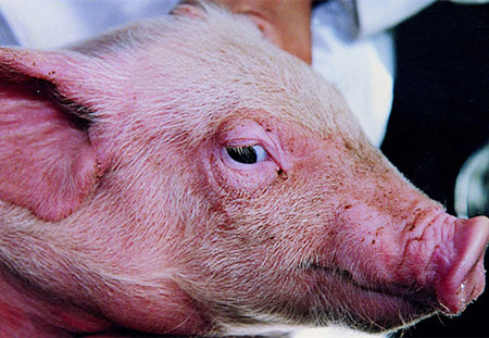 猪病中的低调客,水肿