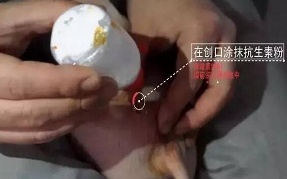 易操作， 应激小，术后感染少……德国是这样阉猪的