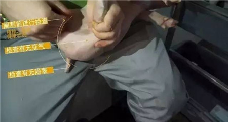 易操作， 应激小，术后感染少……德国是这样阉猪的