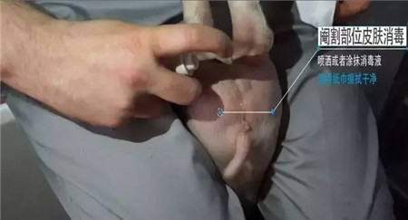 易操作， 应激小，术后感染少……德国是这样阉猪的