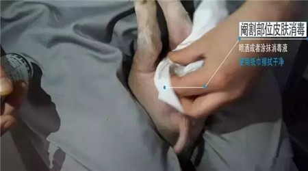 易操作， 应激小，术后感染少……德国是这样阉猪的