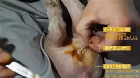 易操作， 应激小，术后感染少……德国是这样阉猪的