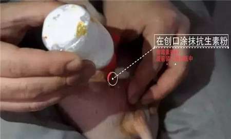 易操作， 应激小，术后感染少……德国是这样阉猪的