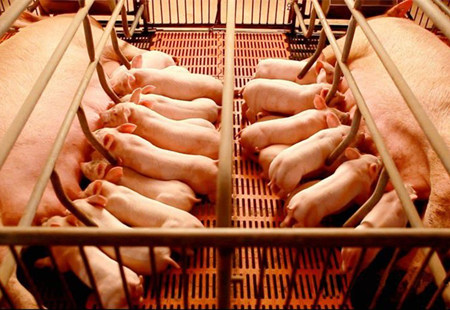 产房里经常遇到哺乳母猪乳汁不足，教你一手搞定它！