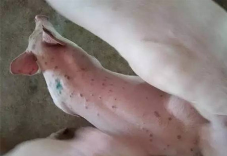 猪群身上有红疙瘩除了是丹毒或圆环，还可能是因为它们