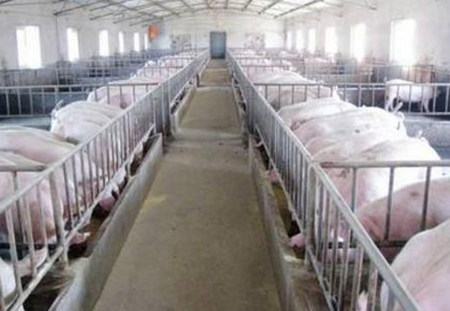 养殖生猪三十年老养殖户总结出的四大养殖模式 总有一款适合你