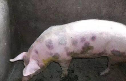 猪群身上有红疙瘩除了是丹毒或圆环,还可能是因为它们