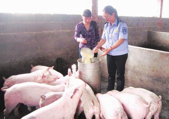 自己在家怎么调配配合猪饲料？降低养猪成本的很好方法