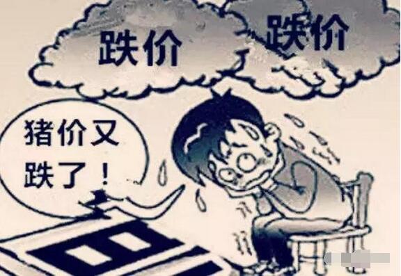 六月猪价真要反弹吗？为什么进口猪肉同期下降如此多