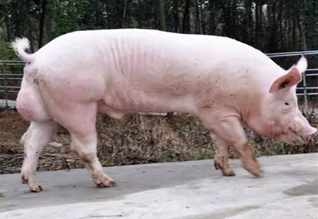 要想母猪产仔多又好，饲养公猪一定要解决这10个关键问题！