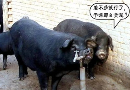 夏季高温高湿来袭,养猪要注意了...